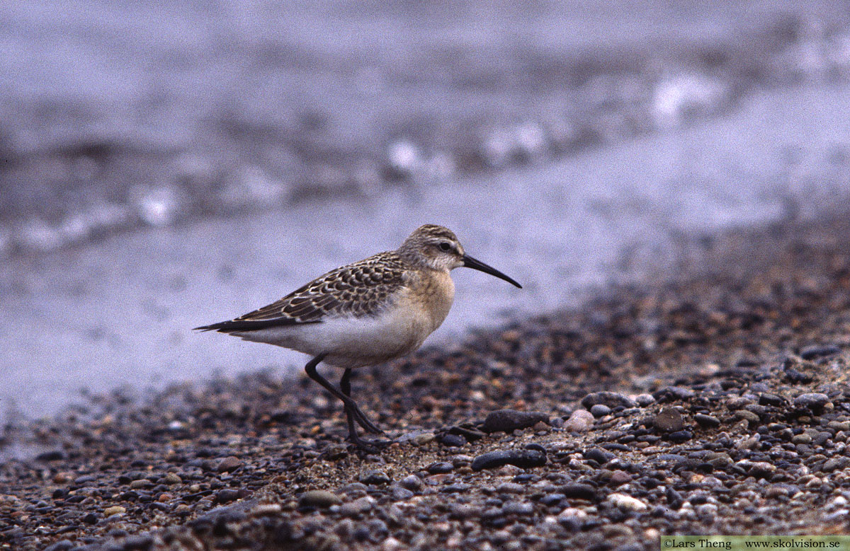 Spovsnäppa, Calidris ferruginea